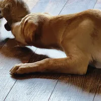 Buddy , a male Labrador Retriever for sale in Tazewell, VA – 3 of 7