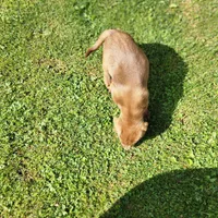 Rowdy , a male Labrador Retriever for sale in Tazewell, VA – 4 of 7
