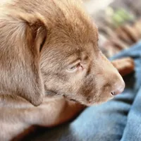 Finn, a male Labrador Retriever for sale in Tazewell, VA – 4 of 5
