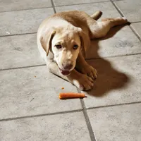 Colt, a male Labrador Retriever for sale in Tazewell, VA – 7 of 8