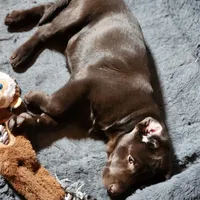 Rosy, a female Labrador Retriever for sale in Tazewell, VA – Photo 4 of 4