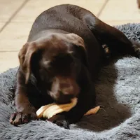 Rosy, a female Labrador Retriever for sale in Tazewell, VA – Photo 1 of 4