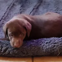 Troy, a male Labrador Retriever for sale in Tazewell, VA – Photo 1 of 5