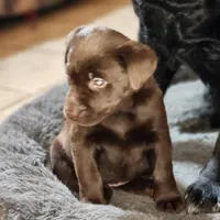 Toe toe , a female Labrador Retriever for sale in Tazewell, VA – Photo 4 of 6
