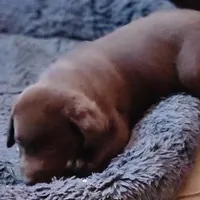 Dasie , a female Labrador Retriever for sale in Tazewell, VA – Photo 2 of 6