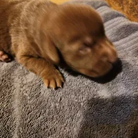 Troy, a male Labrador Retriever for sale in Tazewell, VA – Photo 2 of 5