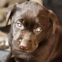 Toe toe , a female Labrador Retriever for sale in Tazewell, VA – Photo 3 of 6