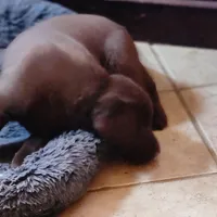 Troy, a male Labrador Retriever for sale in Tazewell, VA – Photo 4 of 5