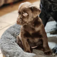 Toe toe , a female Labrador Retriever for sale in Tazewell, VA – Photo 6 of 6