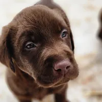 Troy, a male Labrador Retriever for sale in Tazewell, VA – Photo 5 of 5