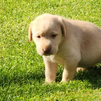 Colt, a male Labrador Retriever for sale in Tazewell, VA – 5 of 5