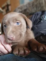 Colt, a male Labrador Retriever for sale in Tazewell, VA – Photo 3 of 6