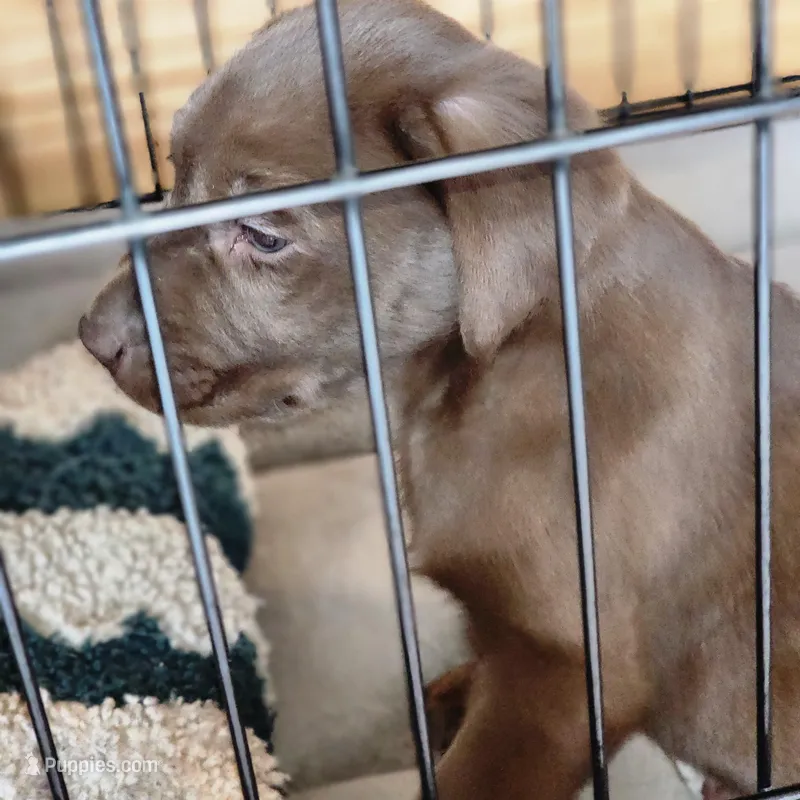 Colt, a male Labrador Retriever for sale in Tazewell, VA – Photo 1 of 6
