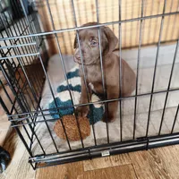 Colt, a male Labrador Retriever for sale in Tazewell, VA – Photo 5 of 6