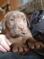 Colt, a male Labrador Retriever for sale in Tazewell, VA – Photo 2 of 6