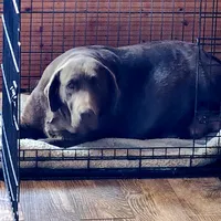 Bolta , a  Labrador Retriever for sale in Tazewell, VA – 3 of 4