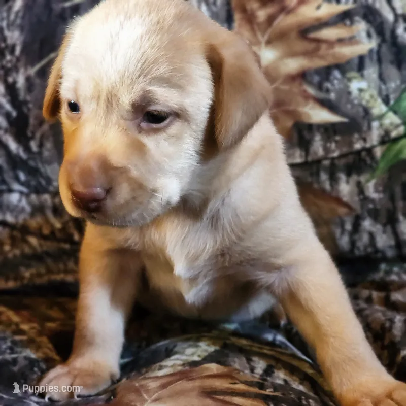 River – Labrador Retriever puppy for sale in Tazewell, VA