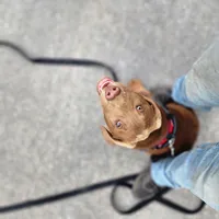 Timmy , a male Labrador Retriever for sale in Tazewell, VA – Photo 2 of 6