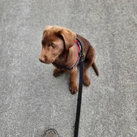 Timmy , a male Labrador Retriever for sale in Tazewell, VA – Photo 6 of 6