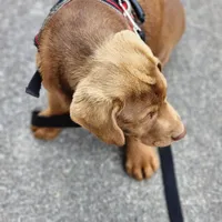 Timmy , a male Labrador Retriever for sale in Tazewell, VA – Photo 5 of 6
