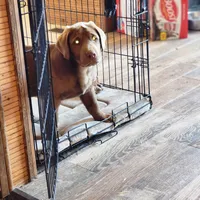 Timmy , a male Labrador Retriever for sale in Tazewell, VA – Photo 4 of 6