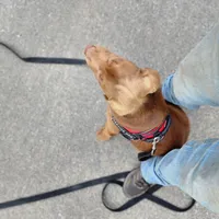 Timmy , a male Labrador Retriever for sale in Tazewell, VA – Photo 3 of 6