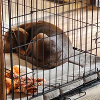 Hazel, a female Labrador Retriever for sale in Tazewell, VA – 2 of 7