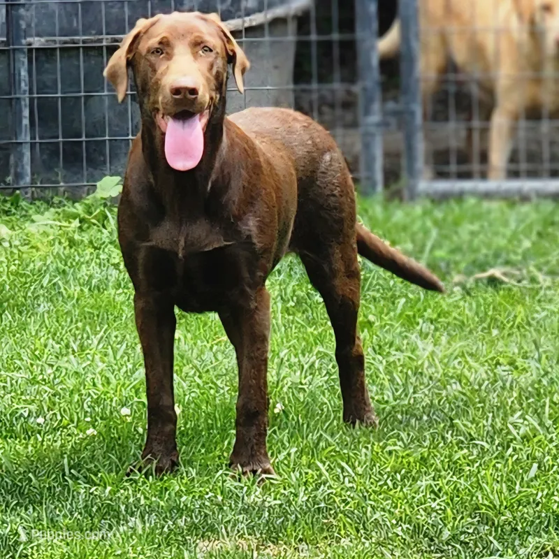 Bailey  – Labrador Retriever puppy for sale in Tazewell, VA