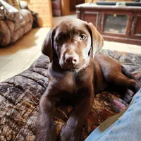 Tiny, a female Labrador Retriever for sale in Tazewell, VA – 6 of 6