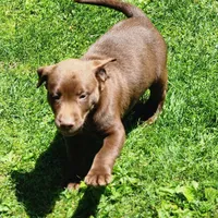 Remmington , a male Labrador Retriever for sale in Tazewell, VA – 4 of 6