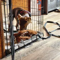 Ben, a male Labrador Retriever for sale in Tazewell, VA – 3 of 6