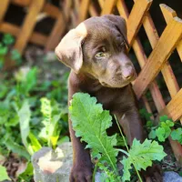 Remmington , a male Labrador Retriever for sale in Tazewell, VA – 1 of 6