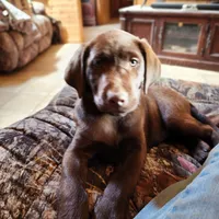 Daisy , a female Labrador Retriever for sale in Tazewell, VA – 4 of 7
