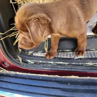 Tiny, a female Labrador Retriever for sale in Tazewell, VA – 2 of 4