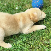 Colt, a male Labrador Retriever for sale in Tazewell, VA – 3 of 5