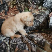 Kala, a female Labrador Retriever for sale in Tazewell, VA – 5 of 6