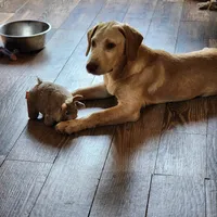 Buddy , a male Labrador Retriever for sale in Tazewell, VA – 6 of 7
