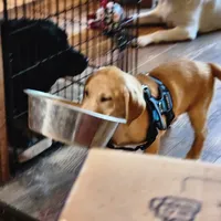 Colt, a male Labrador Retriever for sale in Tazewell, VA – 6 of 10