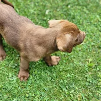 Rowdy , a male Labrador Retriever for sale in Tazewell, VA – 6 of 7