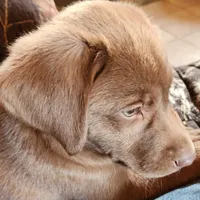 Finn, a male Labrador Retriever for sale in Tazewell, VA – 1 of 5