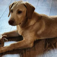 Buddy , a male Labrador Retriever for sale in Tazewell, VA – 1 of 7