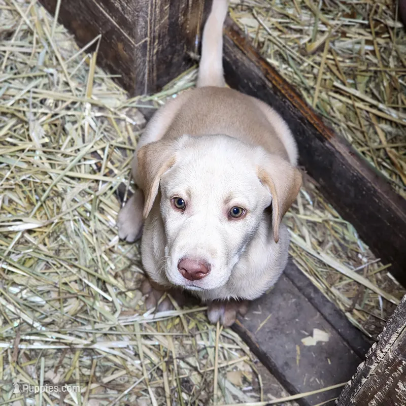Colt – Labrador Retriever puppy for sale in Tazewell, VA