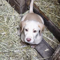 Colt, a male Labrador Retriever for sale in Tazewell, VA – 1 of 8
