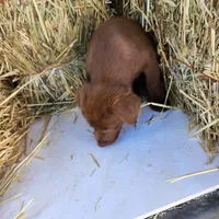 Tiny, a female Labrador Retriever for sale in Tazewell, VA – 4 of 4