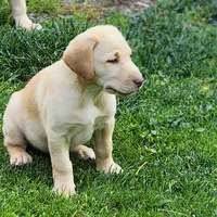 Colt, a male Labrador Retriever for sale in Tazewell, VA – 2 of 8