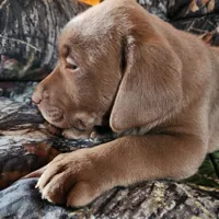 Champ, a male Labrador Retriever for sale in Tazewell, VA – Photo 4 of 6