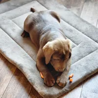 Champ, a male Labrador Retriever for sale in Tazewell, VA – Photo 3 of 9