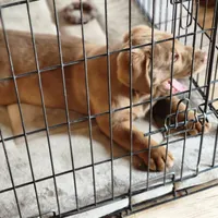 Champ, a male Labrador Retriever for sale in Tazewell, VA – Photo 2 of 9