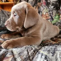 Champ, a male Labrador Retriever for sale in Tazewell, VA – Photo 2 of 6