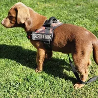 Champ, a male Labrador Retriever for sale in Tazewell, VA – 9 of 10